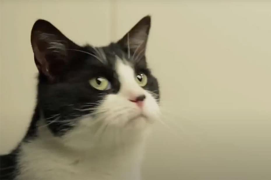 Purina